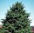 THUJA OCC YELLOW RIBBON 5' BB