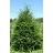 TSUGA CAN CANADIAN HEMLOCK 5' BB