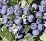 BLUEBERRY NORTHCOUNTRY #1