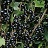 CURRANT CONSORT #2