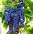 GRAPE FRONTENAC #1/7"