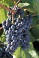 GRAPE MARQUETTE #1/7"