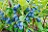 LONIC CAE BERRY BLUE #2 HASKAP