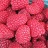 RASPBERRY ENCORE #1/7"
