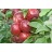 MALUS FROSTBITE APPLE #5 DWF