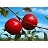 MALUS HARALRED APPLE #7 DWF