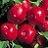 MALUS HARALSON APPLE #7 DWF