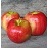 MALUS HONEYCRISP APPLE #7 DWF