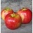 MALUS HONEYCRISP APPLE #20 DWF