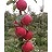 MALUS KINDERKRISP APPLE#7 DWF