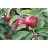 MALUS SNOW SWEET APPLE #7 DWF