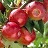 MALUS SWEET SIXTEEN APPLE #7 DWF
