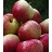 MALUS ZESTAR APPLE #7 DWF