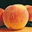 PRUNUS RELIANCE PEACH #7