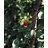 PRUNUS EVANS BALI CHERRY #7