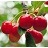 PRUNUS MONTMORENCY CHERRY #7