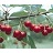PRUNUS NORTH STAR CHERRY #7
