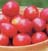PRUNUS BLACK ICE PLUM #5