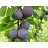 PRUNUS MOUNT ROYAL PLUM #7
