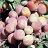 PRUNUS SUPERIOR PLUM #7