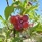PRUNUS TOKA PLUM #7