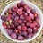 PRUNUS WANETA PLUM #7
