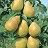 PYRUS LUSCIOUS PEAR #7