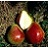 PYRUS SUMMERCRISP PEAR #7