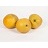PYRUS TAWARA ASIAN PEAR #7 FE
