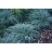 CAREX GLA BLUE SEDGE #1