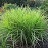 CAREX MUS OEHME #1 SEDGE