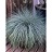 FESTUCA GLA BEYOND BLUE #1