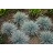 FESTUCA GLA ELIJAH BLUE #1