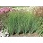 JUNCUS INF BLUE ARROWS #1