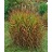 MISCANTHUS PURPURASCENS #1