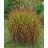 MISCANTHUS PURPURASCENS #5