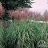 MISCANTHUS SINSILVERFEATHER#1/7"