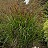 PANICUM VIR CHEYENNE SKY #1/7"PW