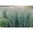 PANICUM VIR HEAVY METAL #1SWITCH