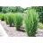 PANICUM VIR NORTH WIND #1 SWITCH