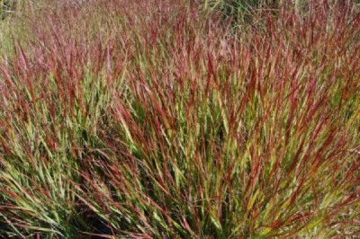 PANICUM VIR SHENANDOAH #1