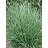 SESLERIA CAERULEA BLUE MOOR #1