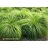 SPORO HET PRAIRIE DROPSEED #1