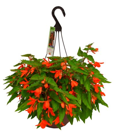 HB12.8"BEGONIA WATERFALL ORANGE