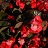 HB13"BEGONIA VIKING EXPL GL RED