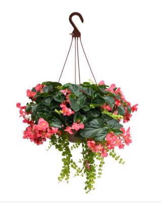 HB13"BEGONIA VIKING EXPL GL ROSE