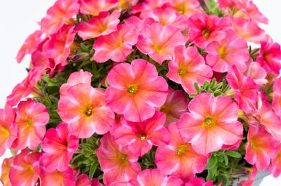 HB12"PETUNIA SUPERCAL CORAL STAR