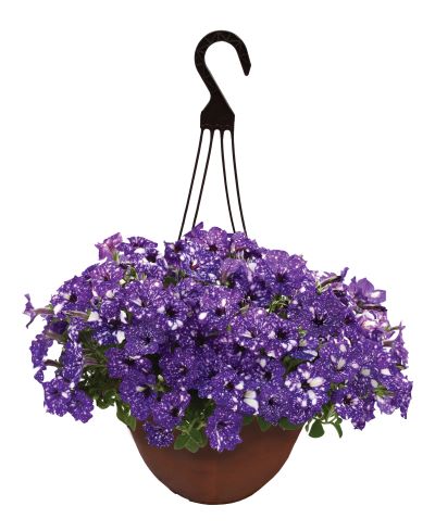 HB12"PETUNIA HEADLINER VLT SKY