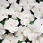 HB12"IMPATIENS WHITE