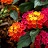 HB12"LANTANA CHERRY SUNRISE